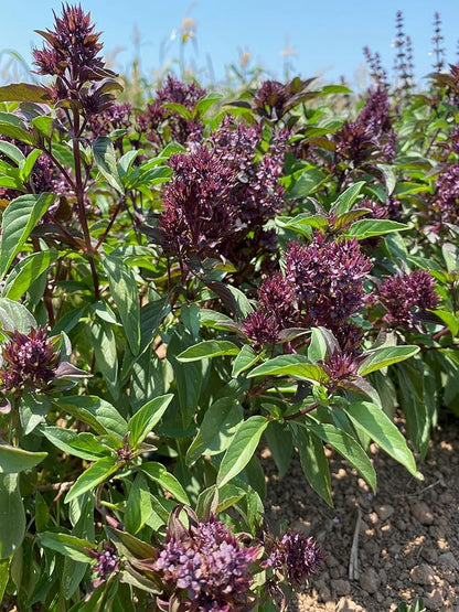 Plant Good Seed Organic Siam Queen Thai Basil Seeds for Planting: Culinary Herb, Green Purple Leaves - 250 Seed Packet