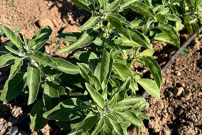 Plant Good Seed Organic Ashwagandha Seeds for Planting: Ayurveda Herb, White Roots - 80 Seed Packet