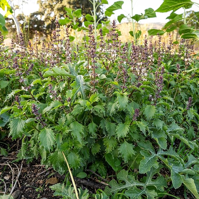 Plant Good Seed Organic Mrihani Basil Seeds for Planting, Culinary Herb, Green Purple Leaves - 250 Seed Packet