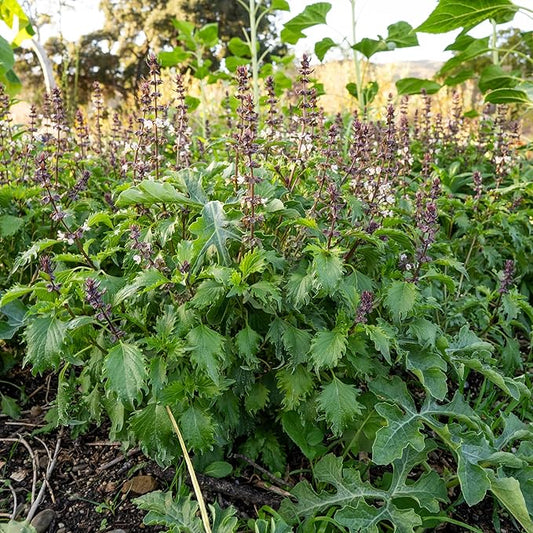 Plant Good Seed Organic Mrihani Basil Seeds for Planting, Culinary Herb, Green Purple Leaves - 250 Seed Packet