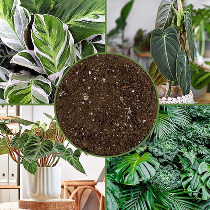 Soil Sunrise Tropical House Plant Potting Mix (12 Quarts); for All Types of Indoor House Plants