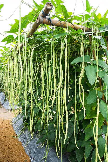 Yard Long Bean Seeds 85+ Seeds, Asian Heirloom Yard Long Beans Seeds, Asparagus Beans Seeds, Phaseolus Vulgaris, Non GMO