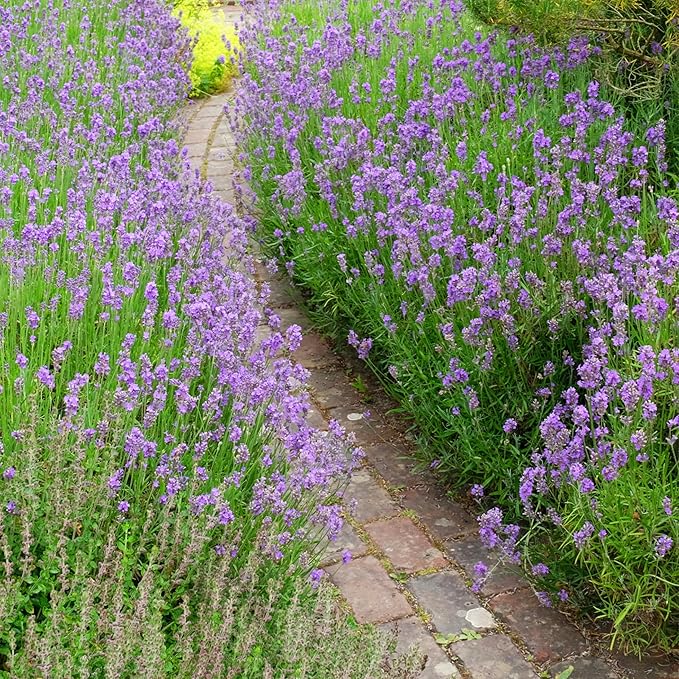 Seed Needs Lavender Seed Packet Favors - Thoughtful Gifts/Handouts for a Memorial or Funeral Service to Remember Loved Ones - Sowing Seeds in Remembrance (30 Packets)