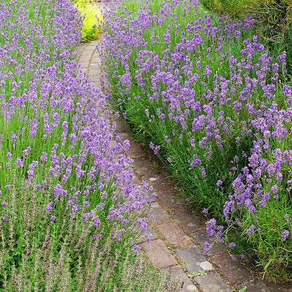 Seed Needs Lavender Seed Packet Favors - Thoughtful Gifts/Handouts for a Memorial or Funeral Service to Remember Loved Ones - Sowing Seeds in Remembrance (30 Packets)