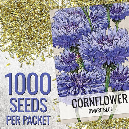 Seed Needs Cornflower Seeds for Planting Dwarf Blue Bachelor's Button Wildflowers - Heirloom & Open Pollinated Flowers to Plant and Grow an Outdoor Home Grown Butterfly Garden (2 Packs)