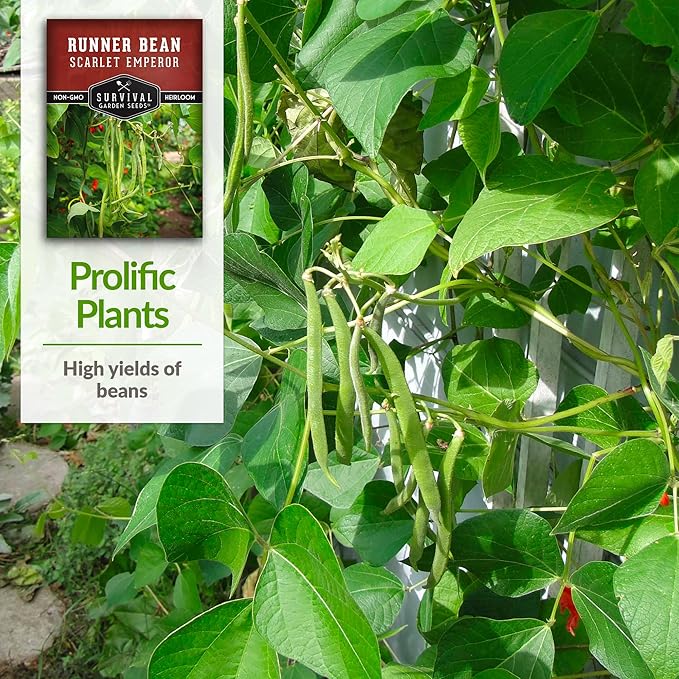 Survival Garden Seeds Scarlet Emperor Runner Bean Seeds for Planting - 3 Packets with Instructions to Plant & Grow Red Multiflora Beans in Your Home Vegetable Garden - Non-GMO Heirloom Variety