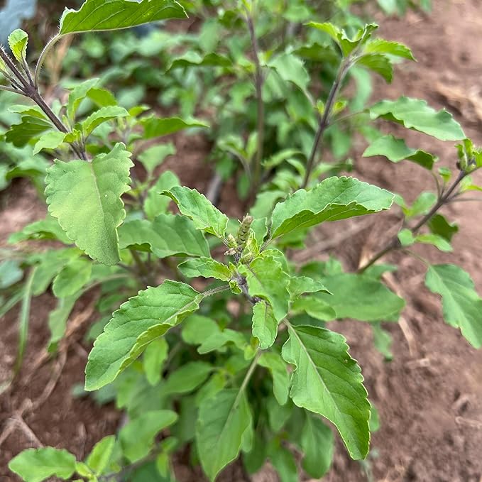 Plant Good Seed Rama Holy Basil Seeds for Planting: Traditional Tea Herb, Fragrant Purple Green Tulasi - 200 Seed Packet