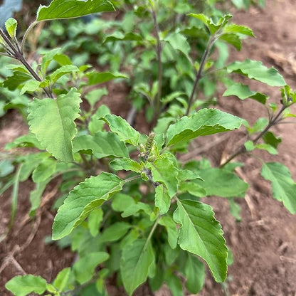 Plant Good Seed Rama Holy Basil Seeds for Planting: Traditional Tea Herb, Fragrant Purple Green Tulasi - 200 Seed Packet