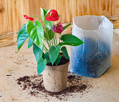 Potting Soil (≈30 Quarts) - 3 Pack of 10 Quart Pop up Bags - Pro Coco Coir Potting Soil for Plants and Seed Starting