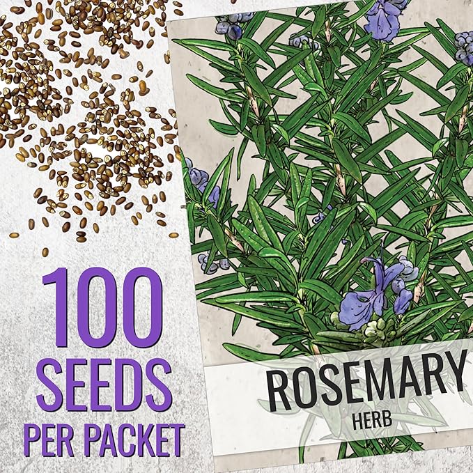 Seed Needs Rosemary & Thyme Seeds for Planting Fresh Kitchen Herbs - Non-GMO Heirloom & Untreated Perennial Herb Seed to Plant a Culinary Garden Indoors or Outdoors (2 Packs)