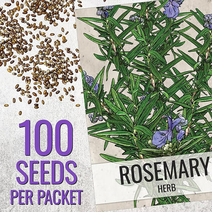 Seed Needs Rosemary & Thyme Seeds for Planting Fresh Kitchen Herbs - Non-GMO Heirloom & Untreated Perennial Herb Seed to Plant a Culinary Garden Indoors or Outdoors (2 Packs)