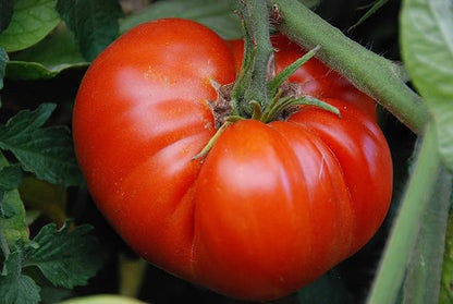Seeds Red Giant Beefsteak Tomato Indeterminate Non GMO Vegetable for Planting