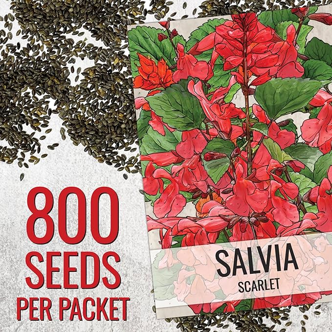 Seed Needs, Scarlet Red Sage Seeds - 800 Heirloom Seeds for Planting Salvia coccinea - Perennial Wildflower for an Outdoor Garden, Open Pollinated & Attracts Pollinators (2 Packs)