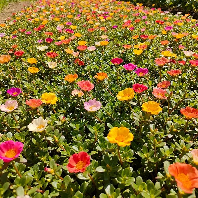 Mixed Color Portulaca Grandiflora Seeds, 10000 Double Moss Rose Seeds for Planting, Heirloom Ground Cover - Purslane Flower Seed for Outside, Beds, Yards, Flower Garden