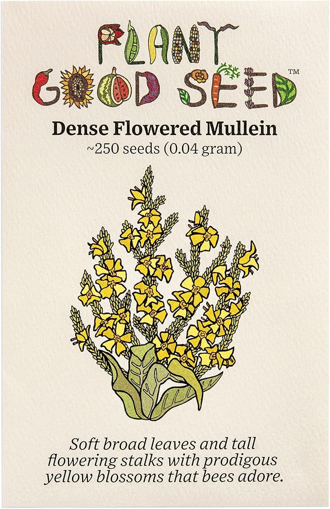 Plant Good Seed Organic Dense Flowered Mullein Seeds - Pack of 250, Heirloom Seeds for Planting Herbs, Flowers - Gardening Supplies, Wildflower, Herb Garden, Flower Seeds to Plant Outside - from USA