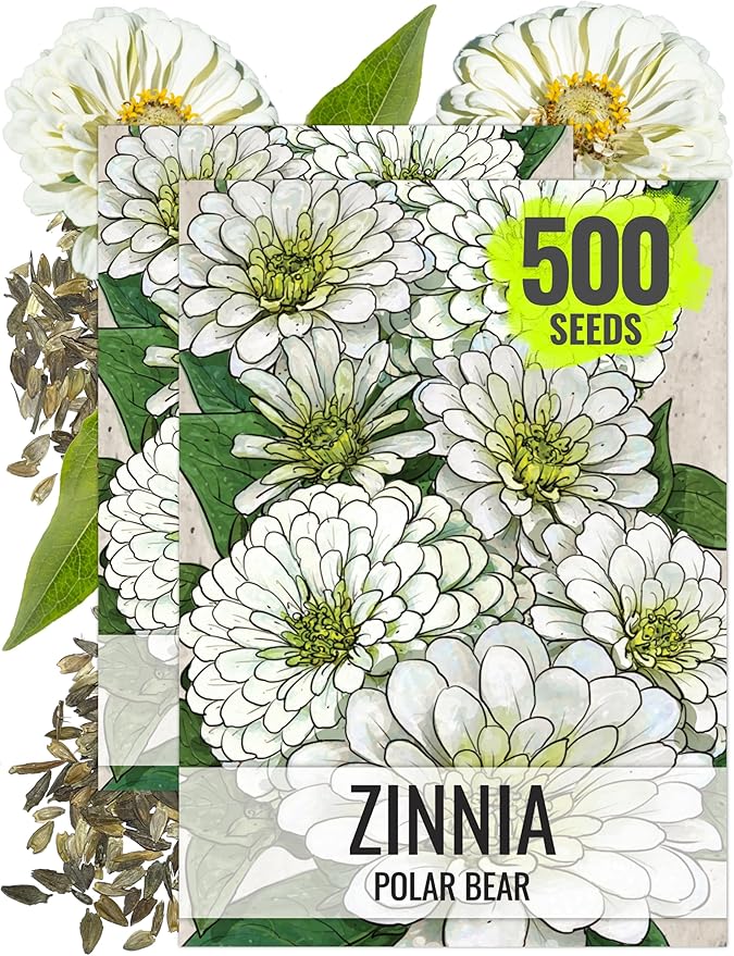 Seed Needs Polar Bear White Zinnia Seeds for Planting - Heirloom & Untreated - Grow a Butterfly Garden to Attract Butterflies, Bees and Pollinators - Great Cut Flowers (2 Packs)