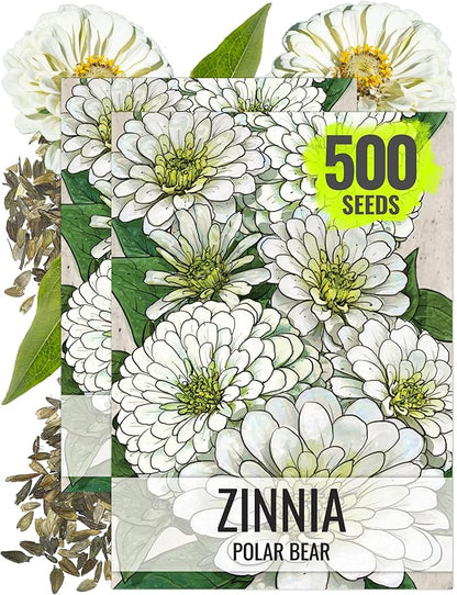 Seed Needs Polar Bear White Zinnia Seeds for Planting - Heirloom & Untreated - Grow a Butterfly Garden to Attract Butterflies, Bees and Pollinators - Great Cut Flowers (2 Packs)
