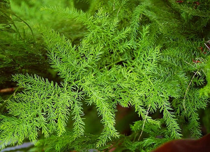 15-Pack Asparagus Plumosus Nanus Seeds – Heirloom Perennial Fern for Terrariums, Containers, Pots & Window Boxes
