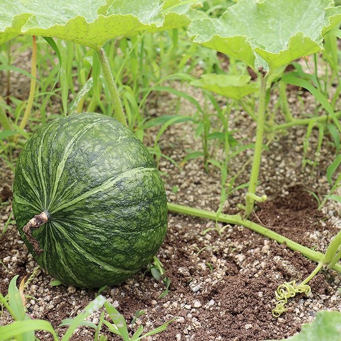 20 JAPANESE GREEN PUMPKIN SEEDS - Kabocha - Open pollinated, heirloom