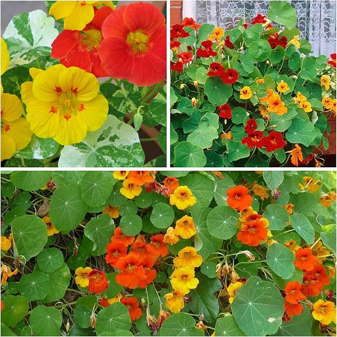 Seed Needs Nasturtium Seeds for Planting Double Gleam Nasturtiums - Non-GMO Heirloom & Untreated Flower Seed to Plant and Grow a Home Grown Edible Wildflower Garden