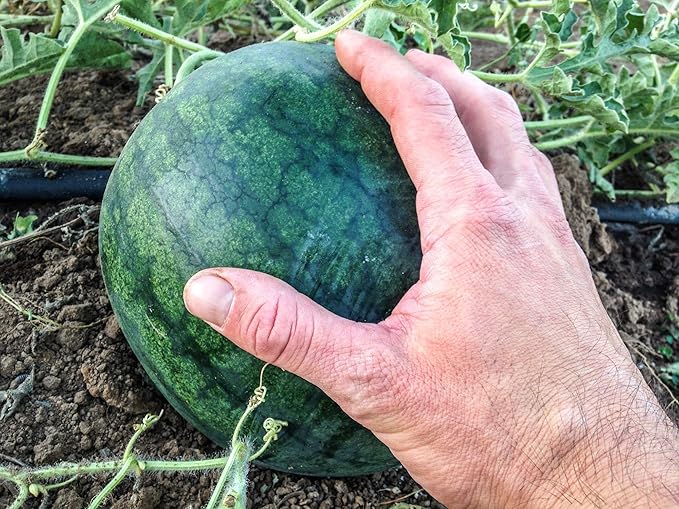 Plant Good Seed Organic Sugar Baby Watermelon Seeds - Pack of 30, Heirloom Seeds for Planting Fruits, Vegetables - Gardening Supplies, Fruit, Vegetable Garden - Non-GMO, from USA