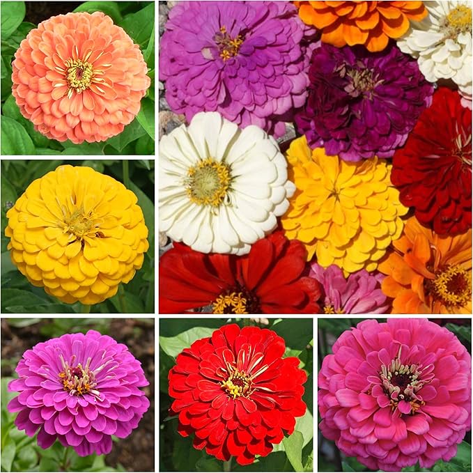 Seed Needs Zinnia Seeds California Giants Variety | 5,000+ Heirloom Seeds Zinnia Elegans Open Pollinated | Prolific Large Multicolor Blooms Makes a Great Cut Flower | Bulk
