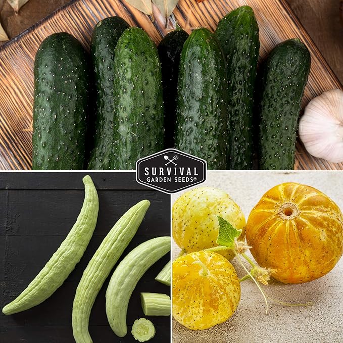Survival Garden Seeds Cucumber Collection - Mix of Armenian, Beit Alpha, Lemon, National Pickling, & Spacemaster Seed Packets to Grow Vining Vegetables on The Homestead - Non GMO Heirloom Seed Vault