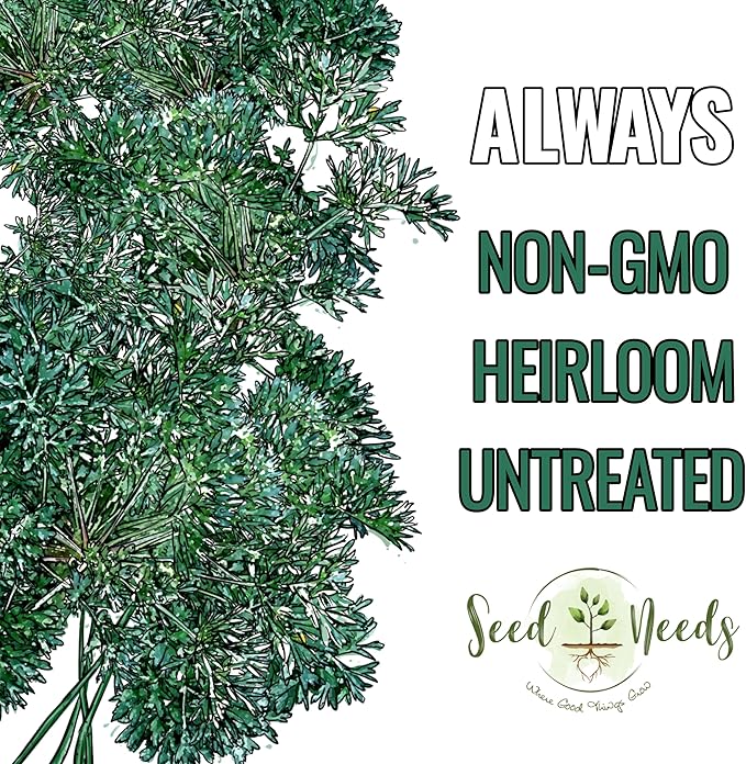 Seed Needs Wormwood Seeds for Planting - Non-GMO, Heirloom & Untreated Perennial Herb - Medicinal Herbs for Digestion & Gut Health (1 Pack)