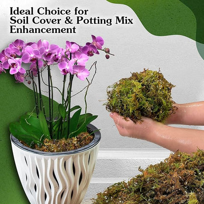 Natural Moss for Plants Indoor, Dried Moss for Potted Plants, Orchid Moss for Repotting, Forest Moss for Orchid Potting Mix, Decorative Moss Filler for Planters and Craft Moss (15oz)