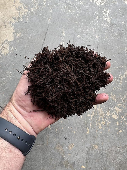 Premium Gritty New Zealand Tree Fern Fiber Growing Medium and Reptile Substrate- Natural, Organic, Long Lasting | for Orchids and Tropicals | Use in Terrariums and Vivariums (1 Gallon)