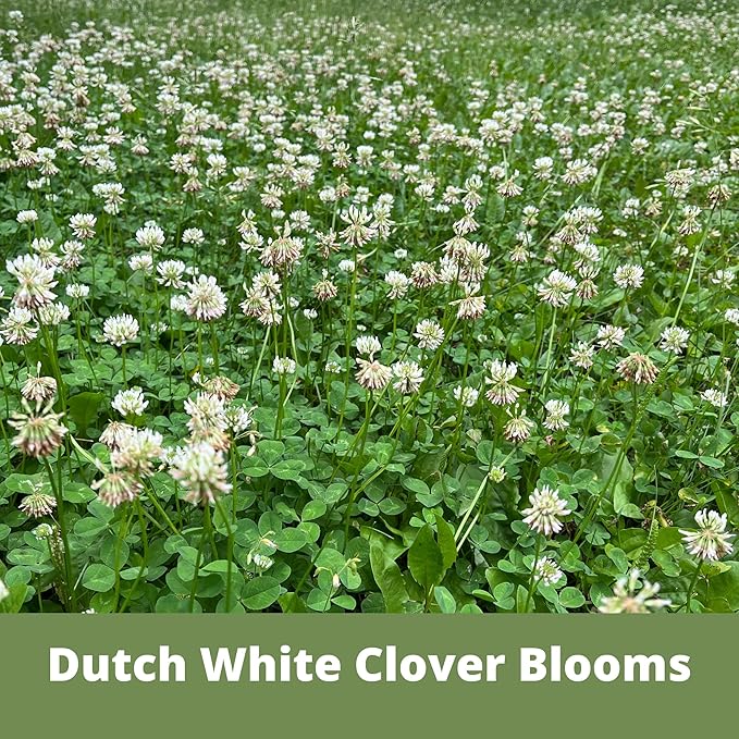 Flawn Seed Dutch White Clover Seed, 5 Lbs, Organic Coated, Natural Lawn, Ground Cover, Food Plot, Zones 3-9, Covers up to 18,000 Sqft