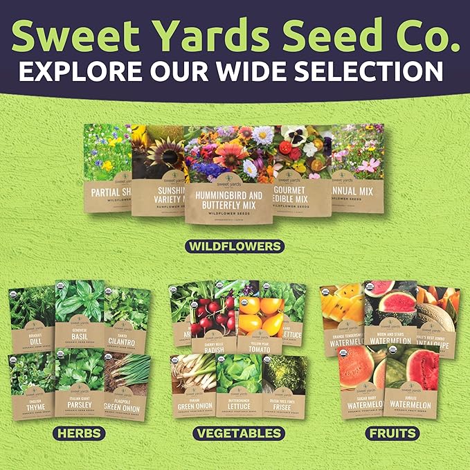 Organic Basil Seeds ‘Genovese’ – Two Seed Packets! – Over 496 Open Pollinated Non-GMO Italian Seeds – Sweet Yards Seed Co.