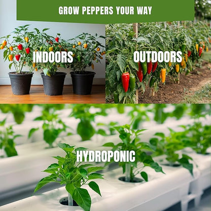 California Wonder Pepper Seeds for Planting – 50 Sweet Bell Pepper Seeds, Large Thick Wall Heirloom Variety, Non-GMO, High Germination, Indoor & Outdoor Garden (Capsicum annuum)