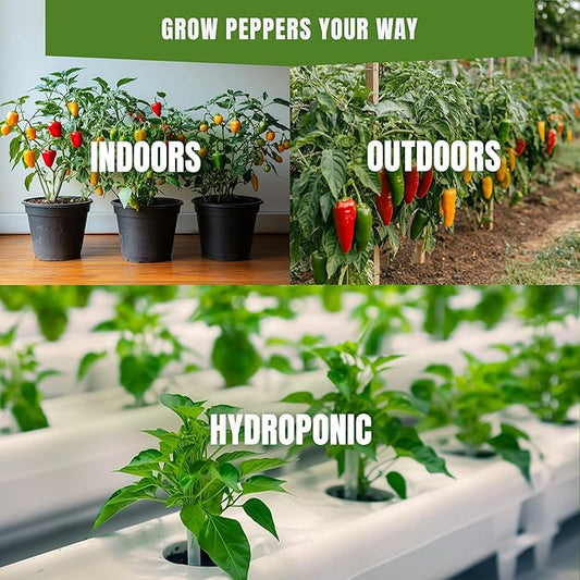 Serrano Pepper Seeds for Planting – 50 Non-GMO Heirloom Hot Chili Seeds, 10,000–23,000 SHU, Capsicum annuum