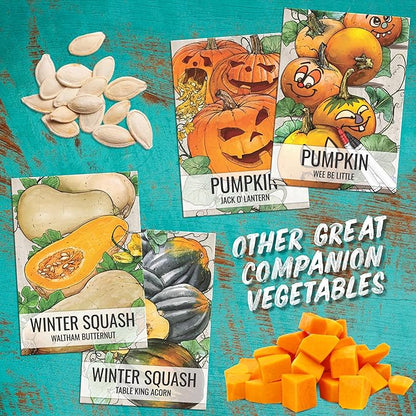 Seed Needs Luffa Seeds for Planting Loofah Sponge Gourds - Non-GMO Heirloom & Untreated Veggie Seed to Plant a Home Grown Outdoor Vegetable Garden (20 Packs)