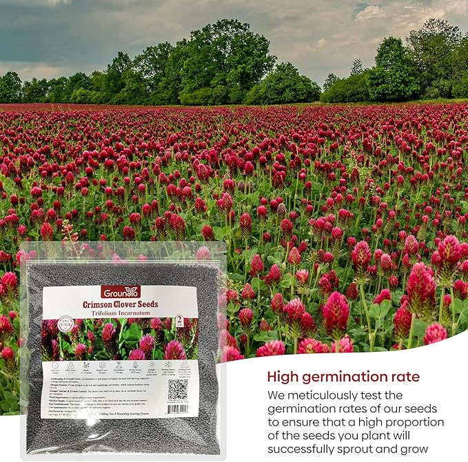 Annual Crimson Clover Seeds, 2 lbs, Trifolium Incarnatum Seeds for Lawn Alternative, Attracts Pollinators, Nitrocoated and Inoculated