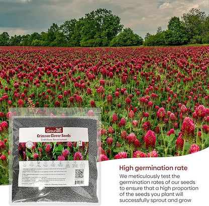 Annual Crimson Clover Seeds, 2 lbs, Trifolium Incarnatum Seeds for Lawn Alternative, Attracts Pollinators, Nitrocoated and Inoculated