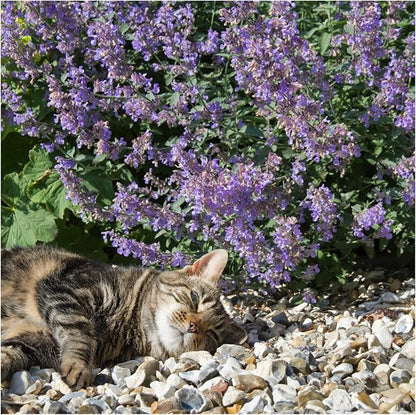 Seed Needs Catmint Seeds for Planting an Indoor/Outdoor Herb Garden - Non-GMO Heirloom & Untreated Herbal Plants - Great for Cats Nepeta mussinii (1 Pack)