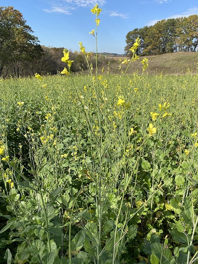 Hale Habitat & Seed Rapeseed Food Plot Seed (50 lb Bulk)