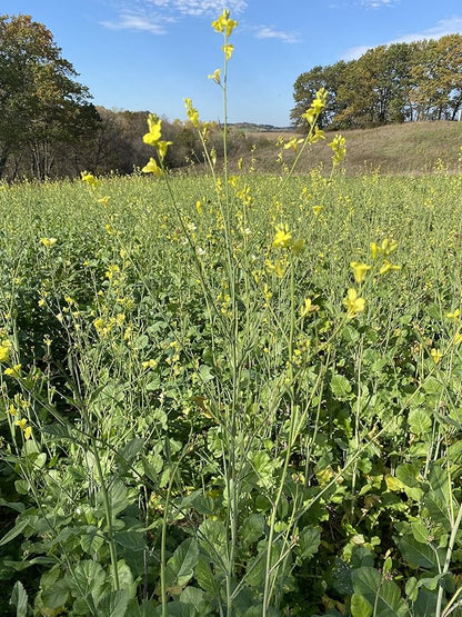 Hale Habitat & Seed Rapeseed Food Plot Seed (50 lb Bulk)