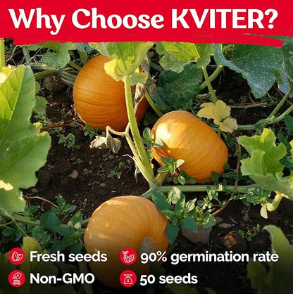 KVITER 50 Sugar Pumpkin Seeds Organic (Cucurbita Pepo) – Small Pumpkin Heirloom Seed, Sweet Fine-Grained Flesh for Canning & Pies – Vegetable Seeds for Planting in Outdoor Garden