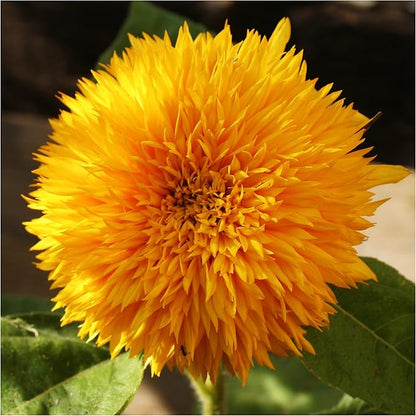 Seed Needs Sunflower Seeds for Planting an Outdoor Flower Garden - Heirloom & Open Pollinated Variety Pack Collection - Plant a Butterfly Garden to Attract Pollinators (6 Packs)
