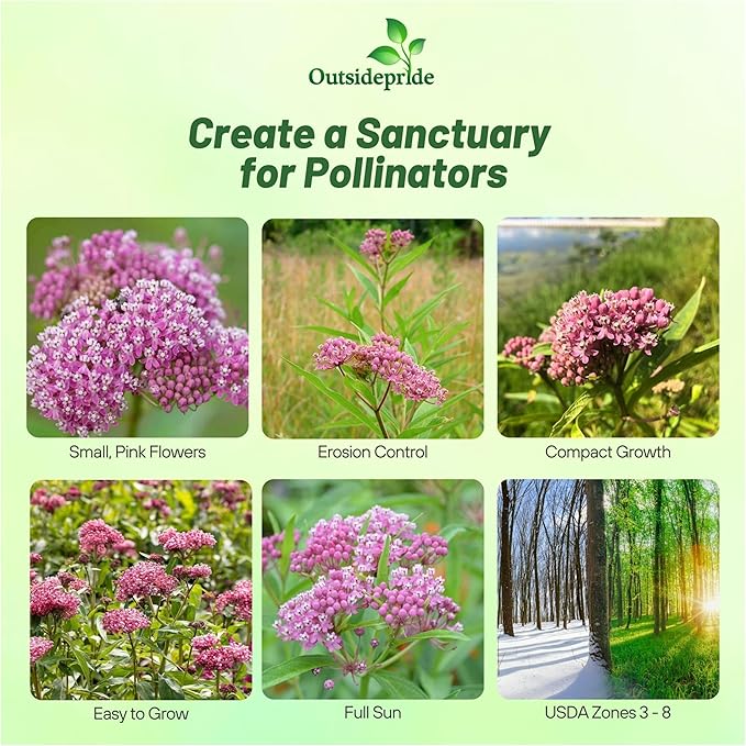 Outsidepride Swamp Milkweed Seeds - 500 Pcs Perennial, Heat & Humid Tolerant, Pollinator-Friendly Wildflower Seeds, Ideal for Monarch Butterflies, Cut Flowers, Borders, or Meadows