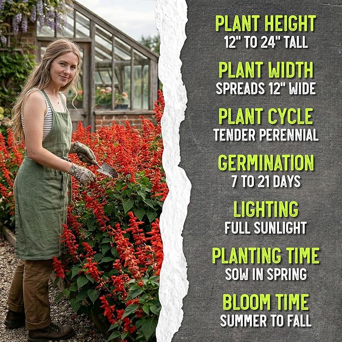 Seed Needs Salvia Seeds for Planting Scarlet Sage Flowers - Heirloom & Open Pollinated Perennial Wildflower Seed to Plant an Outdoor Butterfly Garden to Attract Pollinators (10 Packs)