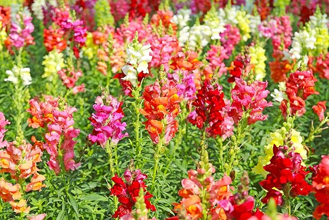 Seeds Multicolor Dwarf Snapdragon Seed Mix 1000+ Seeds to Grow Compact Snapdragon Assorted Colors