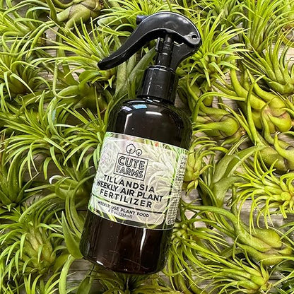Cute Farms Tillandsia Air Plant Fertilizer | Gentle Weekly Use Formula Plant Food | Formulated Nutrients for Air Plants (Three - 8 oz. Spray Bottle)