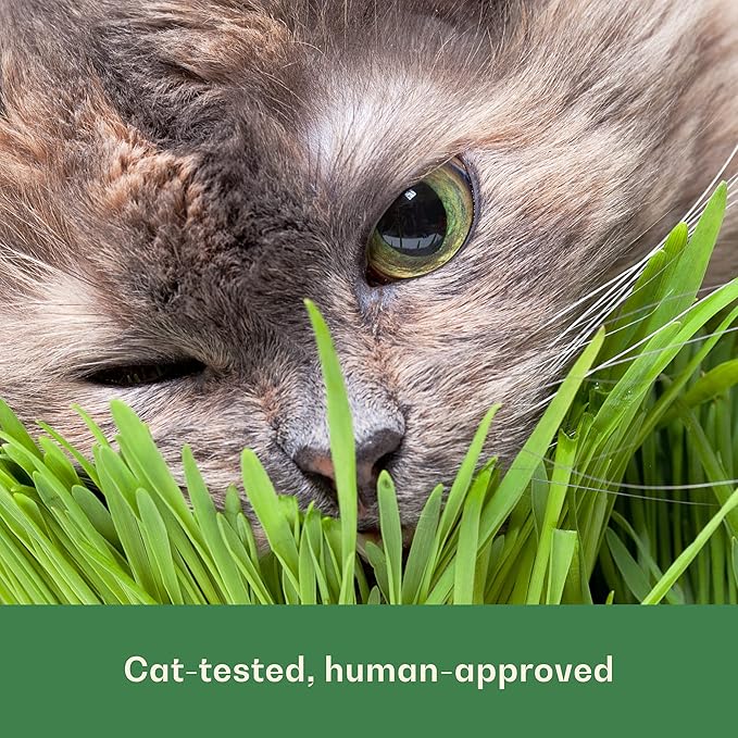 Rose & Branch Organic Wheat Grass Seeds for Indoor Cats - Cat Grass Seeds - 16 Ounces - 100% Organic Non-GMO - Hard Red Wheat - Harvested in USA - Easy to Grow