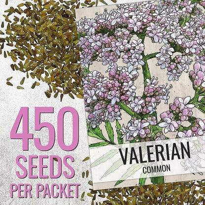 Seed Needs Valerian Seeds for Planting Stink Root Plants - Non-GMO Heirloom & Untreated Perennial Medicinal Herb Seed to Plant a Home Grown Outdoor Garden (5 Packs)