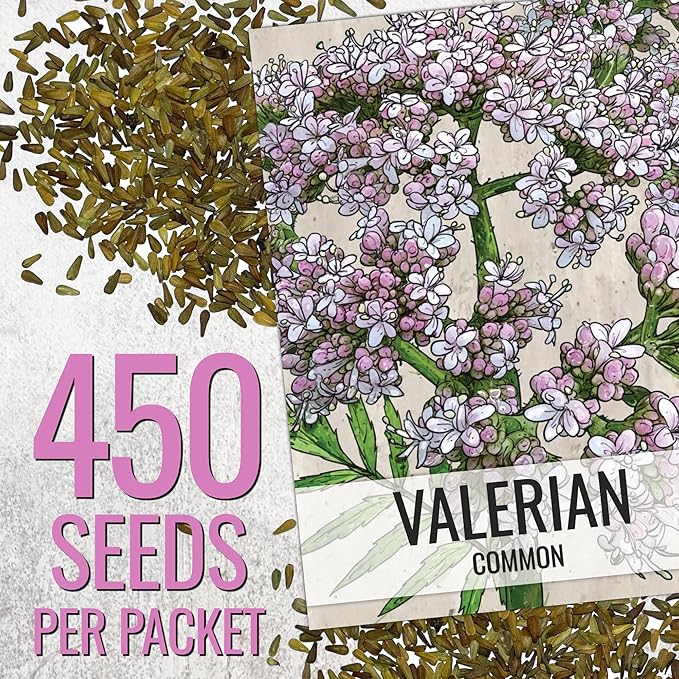 Seed Needs Valerian Seeds for Planting Stink Root Plants - Non-GMO Heirloom & Untreated Perennial Medicinal Herb Seed to Plant a Home Grown Outdoor Garden (1 Pack)