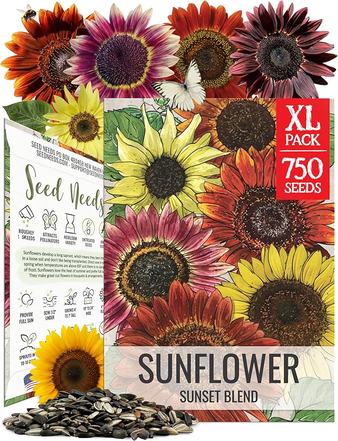 Seed Needs Sunflower Seeds to Plant Sunset Blend 7 Varieties Mix | 750+ Seeds Helianthus Annuus Heirloom Open Pollinated XL Packet | Multicolored Sun Flowers Garden Favorite